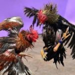 judi_Sabung_Ayam