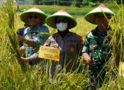 Serentak, Wali Kota dan Forkopimda Kota Tegal, Buka Panen Raya