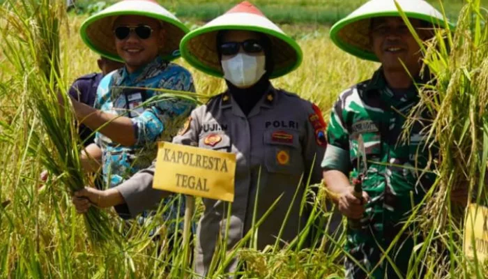 Serentak, Wali Kota dan Forkopimda Kota Tegal, Buka Panen Raya