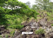 Menjelajah Pesona Alam Kuningan: Serunya Wisata di Woodland yang Sejuk dan Seru!