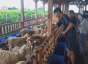 Jelang Idul Adha, Pedagang Ternak Kurban Mulai Diserbu