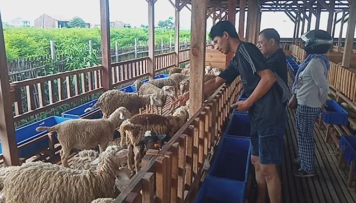 Jelang Idul Adha, Pedagang Ternak Kurban Mulai Diserbu