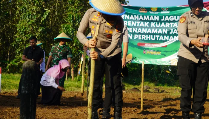 Polres Tegal Gandeng Petani dan Perhutani Tanam Jagung, Dukung Ketahanan Pangan Nasional