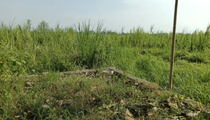 Jerat Mafia Tanah di Daerah, Bagai Benalu yang Menghambat Pembangunan dan Keadilan