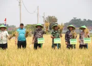 Pemkot Tegal Panen Padi Varietas Situ Bagendit di Kalinyamat Kulon