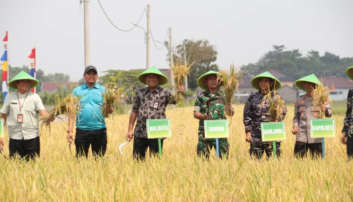 Pemkot Tegal Panen Padi Varietas Situ Bagendit di Kalinyamat Kulon