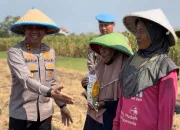 Kapolres Tegal Turun Tangan Tanam 1 Hektar Jagung, Ini Tujuannya