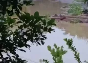 Dampak Bencana Banjir Sumatera, 116 Meninggal, 85.249 Mengungsi