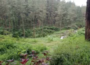 Penebangan Hutan secara Liar, Jadi Bom Waktu yang Terus Berdetak