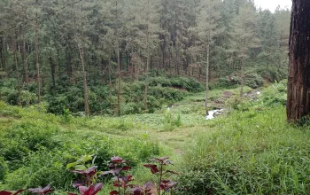 Penebangan Hutan secara Liar, Jadi Bom Waktu yang Terus Berdetak