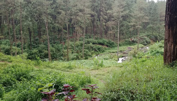 Penebangan Hutan secara Liar, Jadi Bom Waktu yang Terus Berdetak