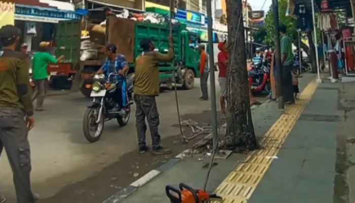 DLH Brebes Gercep Tangani Aduan Warga, Benahi Pohon Tua di Trotoar Kota