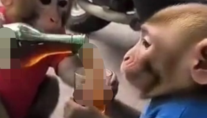 Soal Raperda Minol (Ciu), Pansus IV DPRD Kota Tegal Beri Deadline Usulan Masyarakat