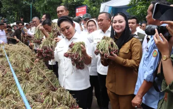 Titiek Soeharto Tinjau Industri Bawang Merah Brebes, Dorong Ekspor dan Penguatan Fasilitas Petani