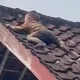 Viral ! Balita  Ditemukan di Atap Rumah Warga, Beruntung Cepat Mendapat Pertolongan