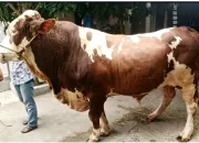 Sapi Jumbo Milik Warga Purbalingga Terpilih Jadi Hewan Kurban Presiden Prabowo