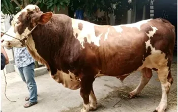 Sapi Jumbo Milik Warga Purbalingga Terpilih Jadi Hewan Kurban Presiden Prabowo