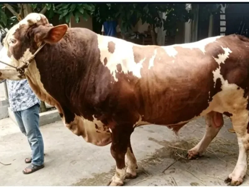 Sapi Jumbo Milik Warga Purbalingga Terpilih Jadi Hewan Kurban Presiden Prabowo