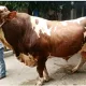 Sapi Jumbo Milik Warga Purbalingga Terpilih Jadi Hewan Kurban Presiden Prabowo