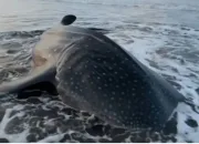 Hiu Paus Tutul Terdampar Mati di Pantai Pagubugan Cilacap,
