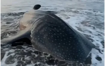 Hiu Paus Tutul Terdampar Mati di Pantai Pagubugan Cilacap,