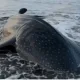Hiu Paus Tutul Terdampar Mati di Pantai Pagubugan Cilacap,