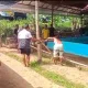 Resahkan Warga, Lokasi Diduga Sabung Ayam  Dibongkar Polres Kebumen