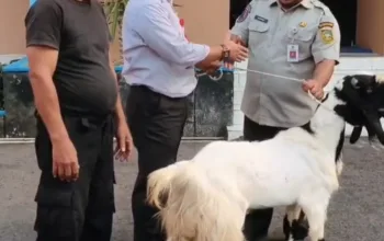 Perumdam Tirta Satria wujudkan syukur dan kepedulian lewat kegiatan Kurban Idul Adha 1447 H.