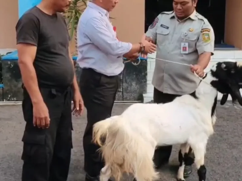 Perumdam Tirta Satria wujudkan syukur dan kepedulian lewat kegiatan Kurban Idul Adha 1447 H.