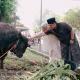 Kurban Sapi Super Jumbo di Rumah Dinas Wabup Tegal, Ahmad Kholid Ajak Warga Peduli Sesama