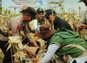 Polres Wonosobo bersama Forkopimda Panen Raya Jagung Serentak Kuartal II