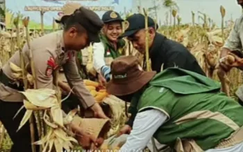 Polres Wonosobo bersama Forkopimda Panen Raya Jagung Serentak Kuartal II