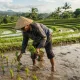 NTP Tembus 118,27 pada Juni 2026 , Petani Di Jawa Tengah Kini Tersenyum Ceria
